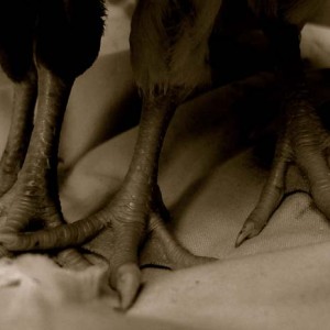 7433306736_a1eba61b35_o