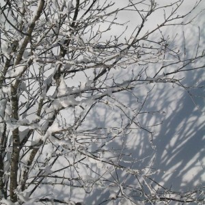 7433309268_0ef82cc972_o